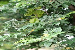 Averrhoa carambola